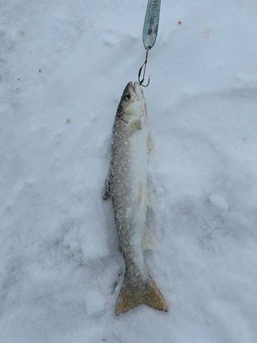 アメマスの釣果