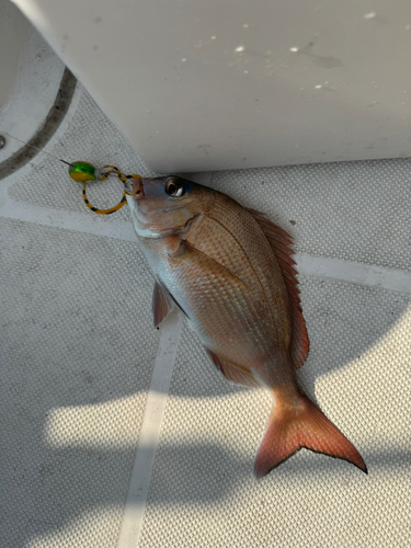 マダイの釣果