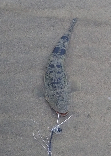 マゴチの釣果