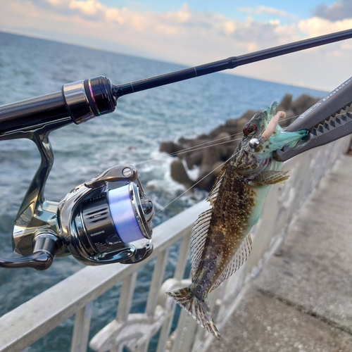 アナハゼの釣果