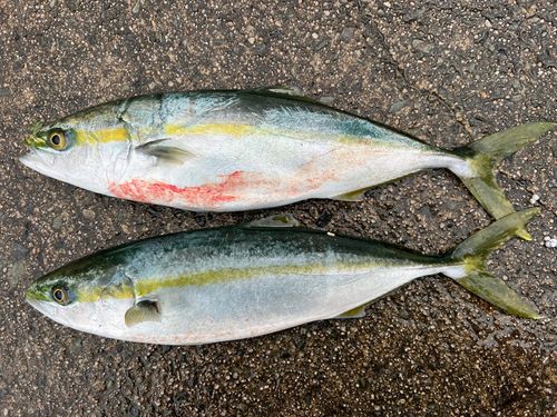 ハマチの釣果