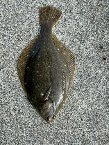 カレイの釣果