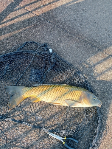 コイの釣果