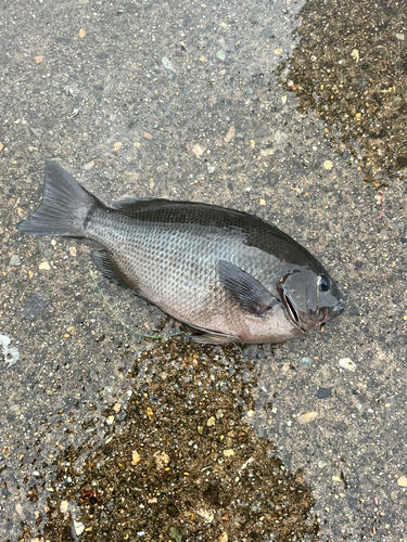 メジナの釣果