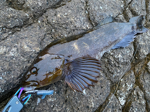 アイナメの釣果