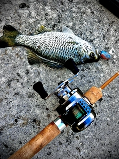 オオクチユゴイの釣果