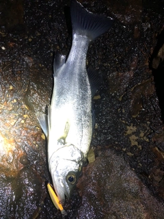 セイゴ(ヒラスズキ)の釣果