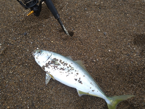 フクラギの釣果