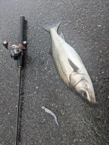 スズキの釣果