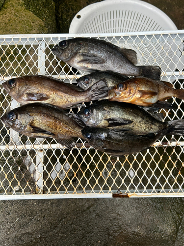 クロメバルの釣果