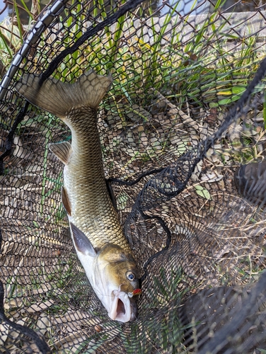 ニゴイの釣果