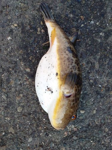 フグの釣果