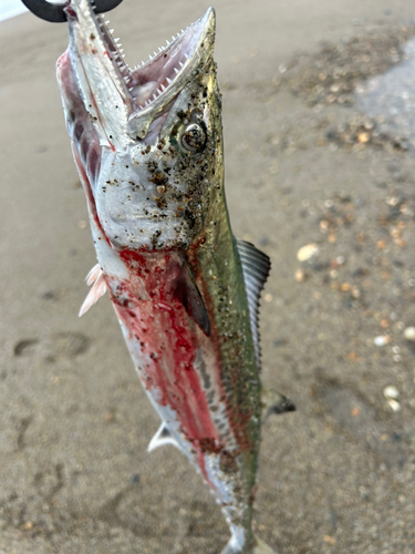 サゴシの釣果