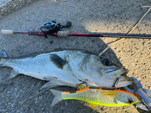 スズキの釣果