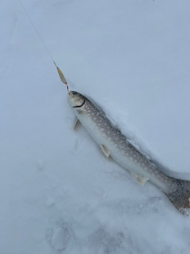 アメマスの釣果