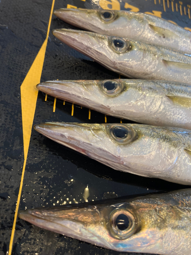 カマスの釣果