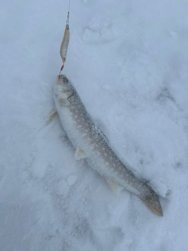 アメマスの釣果