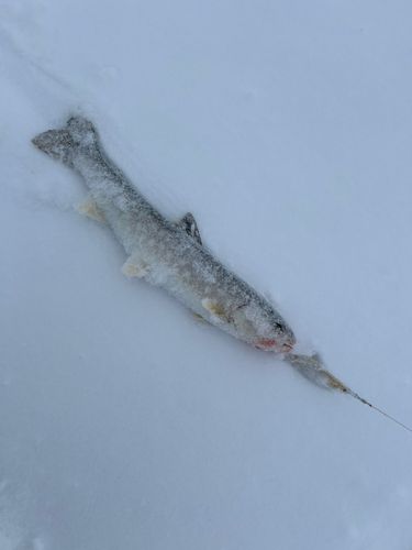 アメマスの釣果