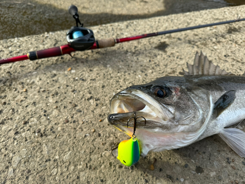 スズキの釣果