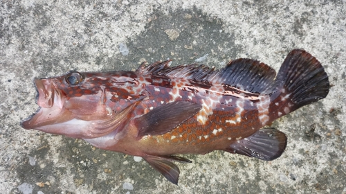 アコウの釣果