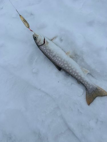 アメマスの釣果