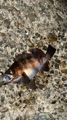 クロメバルの釣果