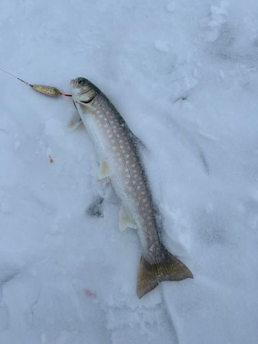 アメマスの釣果