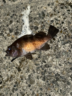 クロメバルの釣果