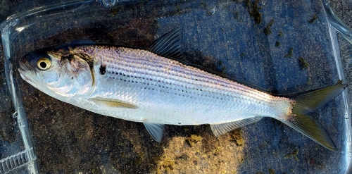 コノシロの釣果