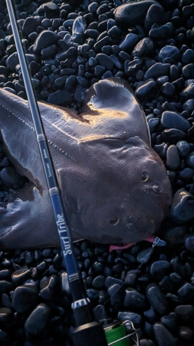 カスザメの釣果