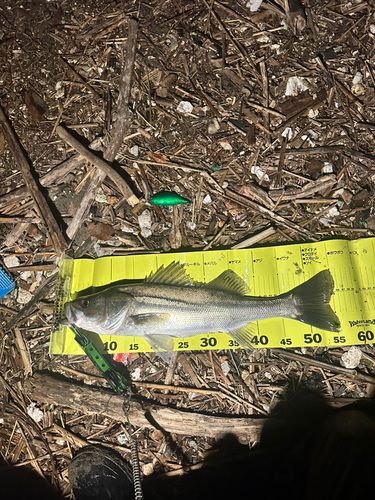 シーバスの釣果