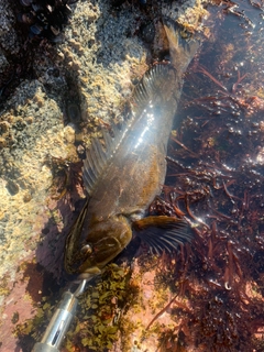 アイナメの釣果