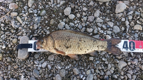 ヘラブナの釣果