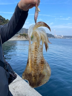 アオリイカの釣果