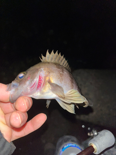 メバルの釣果