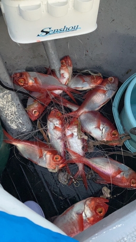 アカカマスの釣果