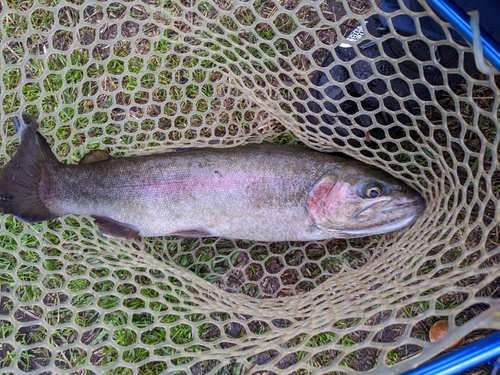 ホウライマスの釣果