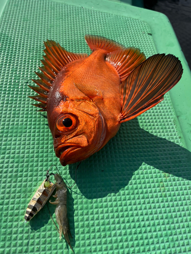 チカメキントキの釣果