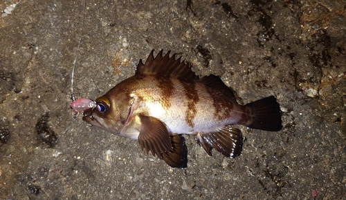 メバルの釣果