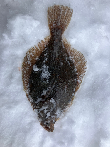 カレイの釣果