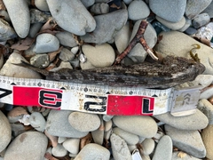 アイナメの釣果