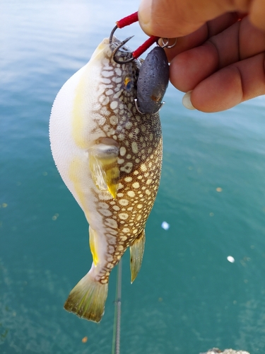 フグの釣果