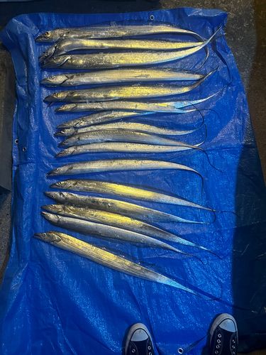 タチウオの釣果