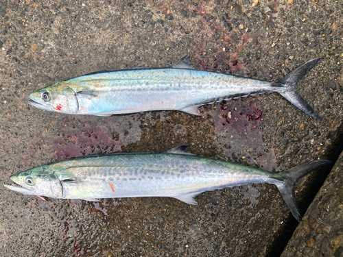 サゴシの釣果