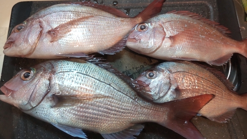 マダイの釣果