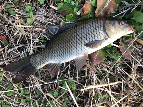 コイの釣果