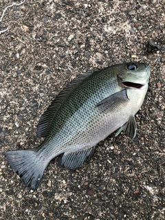 メジナの釣果