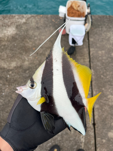 オニハタタテダイの釣果