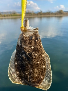 ソゲの釣果