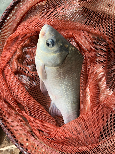 ヘラブナの釣果